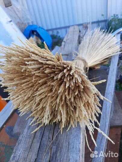 Колосок полевой