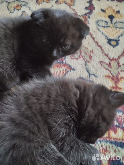 Отдам в добрые руки