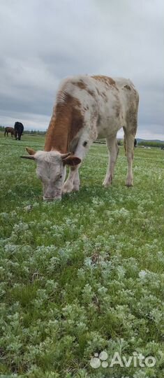 Телка.сементал 1год 5