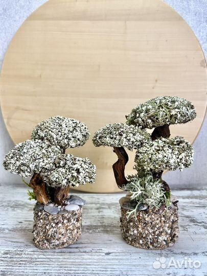 Цетрария Живое дерево