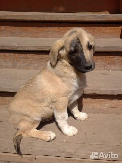 Щенок кобель мальчик в добрые руки бесплатно