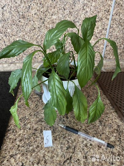 Комнатные цветы