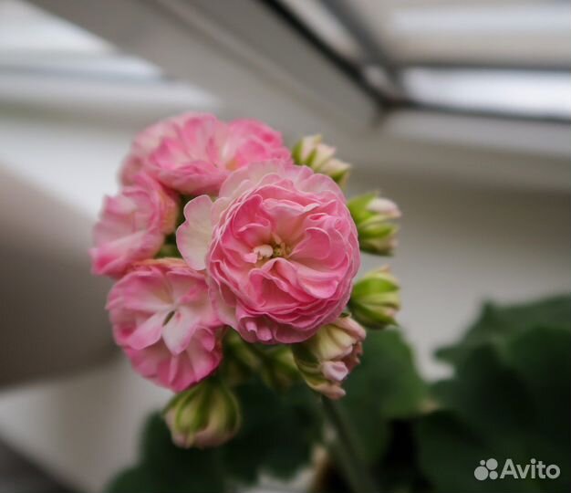 Пеларгония герань (сортовые)