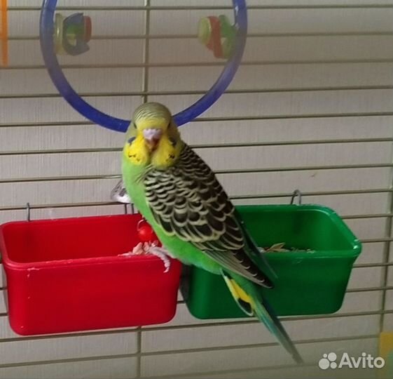 Птенцы попугая получехи 1 месяц