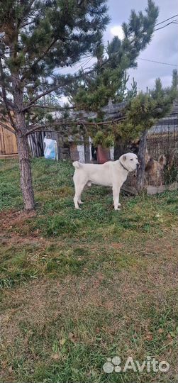 Вязка Алабай