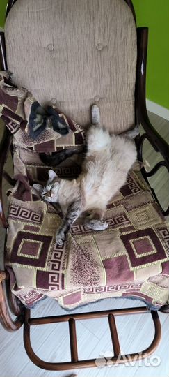 Пропала кошка Пожигово
