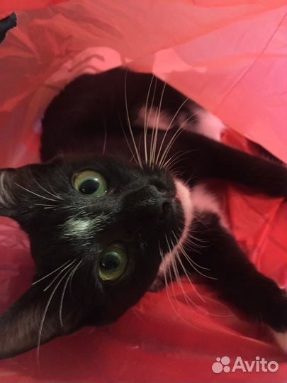 Молодая кошечка