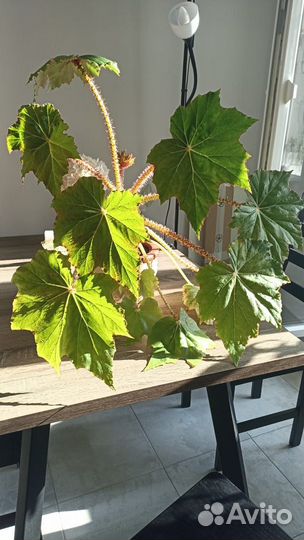 Бегония воротничковая, манжетная