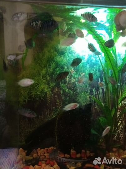 Аквариумные рыбки