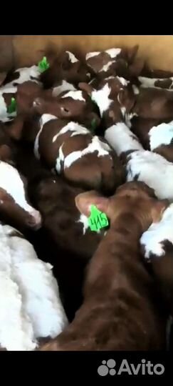 Телята бычки