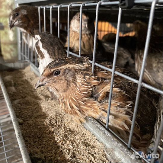 Перепела фараон феникс техас смокинговые