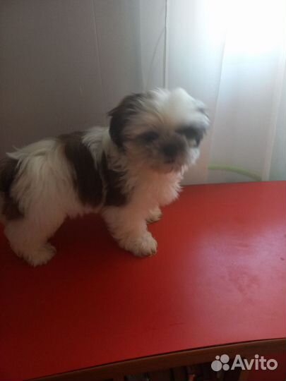 Щенки ши-тцу