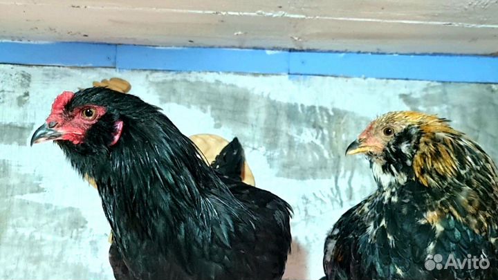 Петушки Амераукана