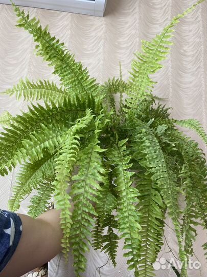 Папоротник вариегатный тигр