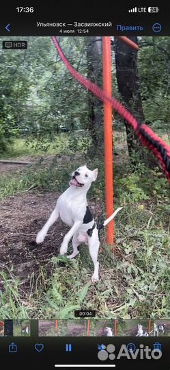 Американский стаффордширский терьер на вязку