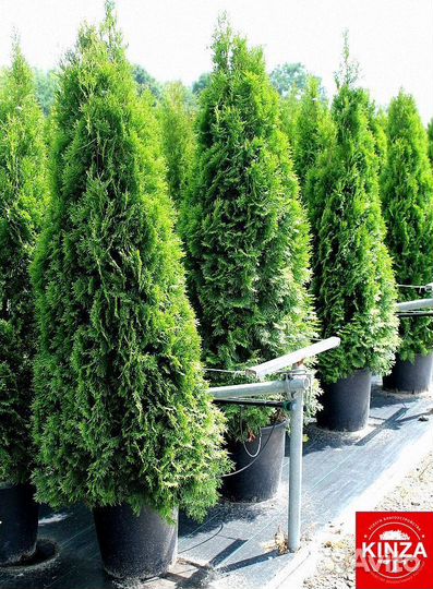 Туйки брабант хорошие красивые