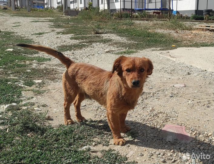 Милый мальчик (собака)