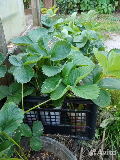 Рассада клубники