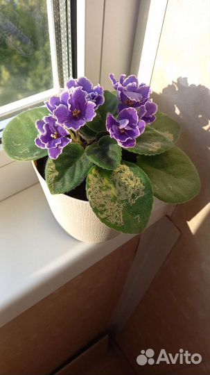 Фиалки цветущие