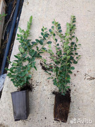 Кизильник блестящий