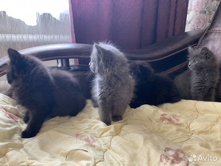 4 котенка
