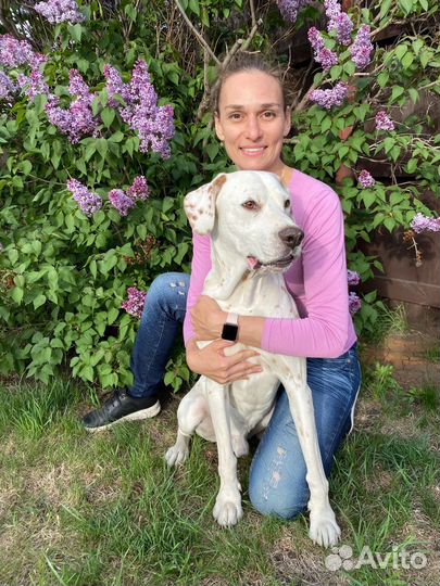 Передержка собак любых пород