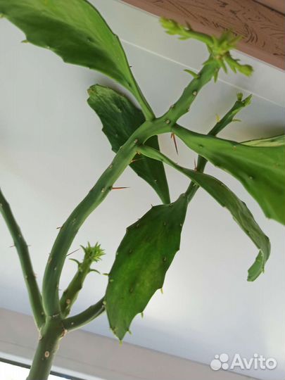 Кактус бесплатно большой