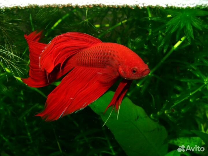 Рыбки Петушок и аквариумы
