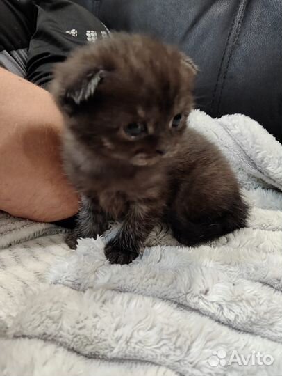 Шотландские вислоухие котята