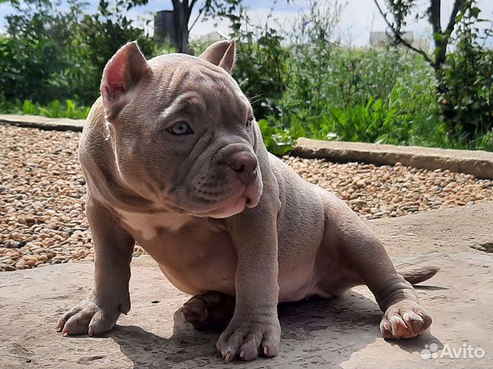 Американский булли щенки экзот/покет