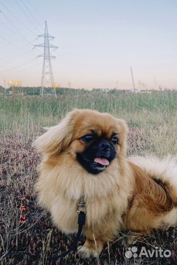 Королевский пекинес