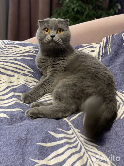 Шотландская вислоухая