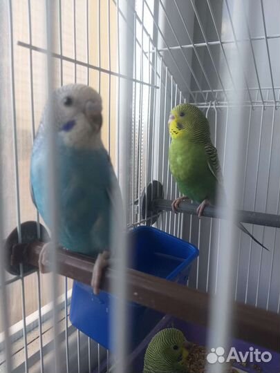 Волнистый попугай