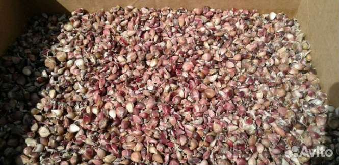 Семена чеснока бульбочки(воздушка) Григорий Комаро