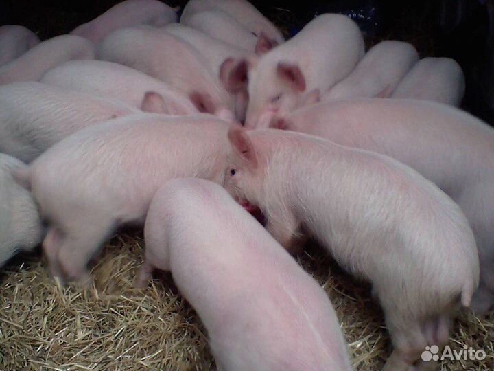 Поросята