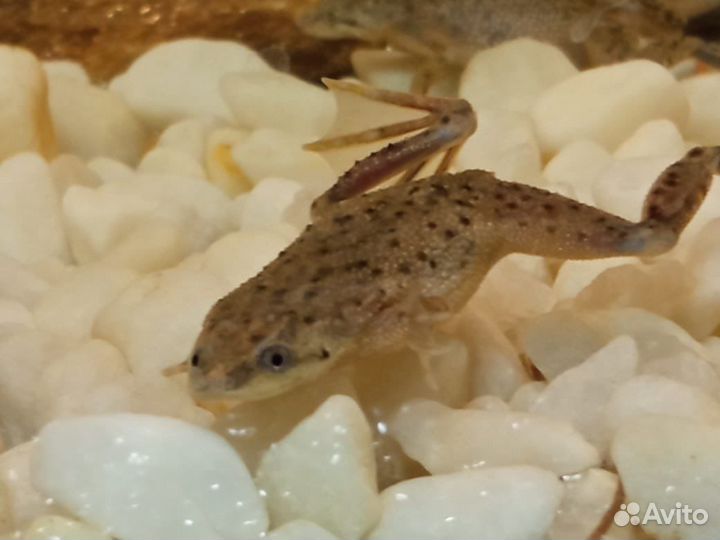 Карликовая лягушка