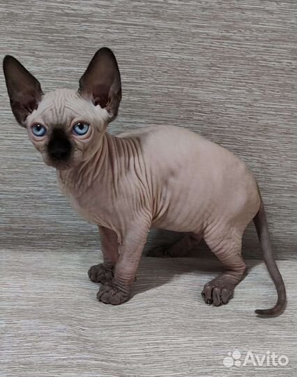 Канадский сфинкс