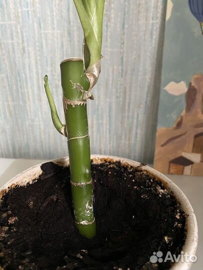 Диффенбахия