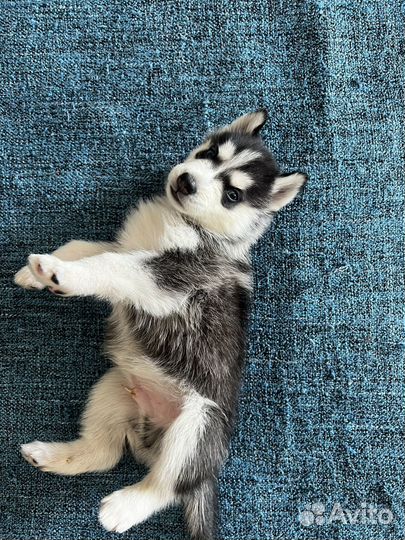 Щенок хаски