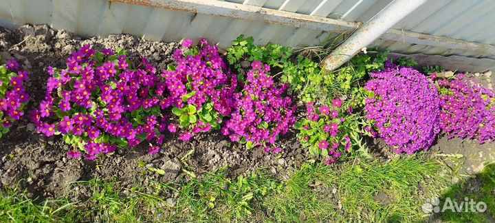 Примула кучками ранняя почвопокровная