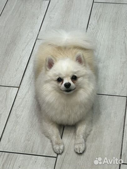 Шпиц белый вязка