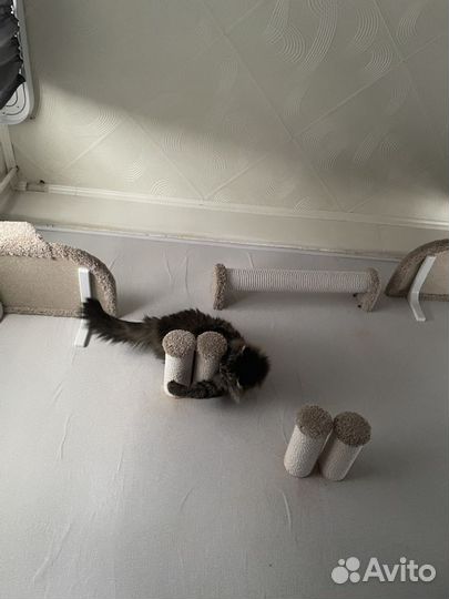 Настенный комплекс для кошек