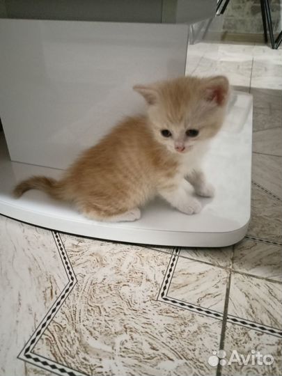 Котик бесплатно в добрые руки