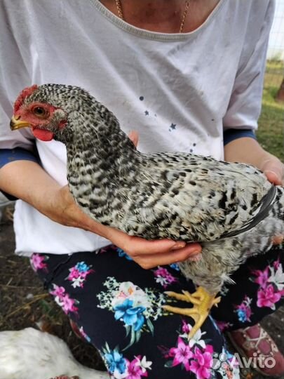 Молодые петушки