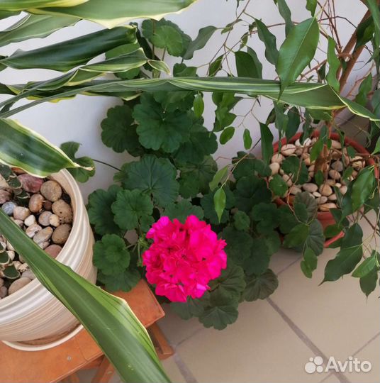 Пеларгония Fee Cerise Polina