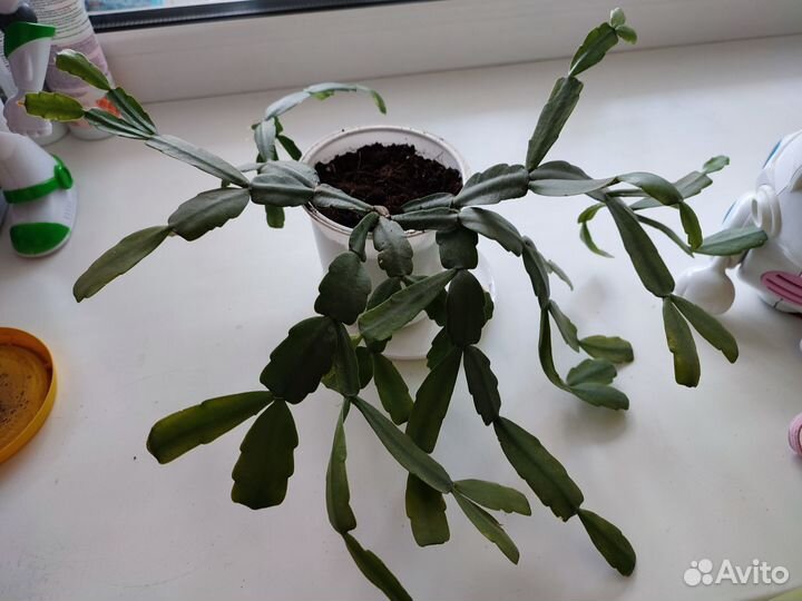 Шлюмбергера Бакли - Декабрист