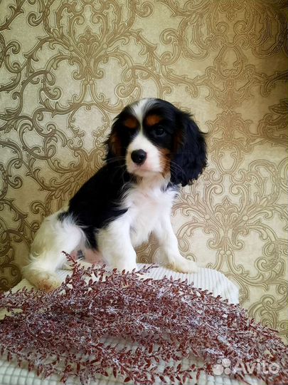 Мальчик кавалер