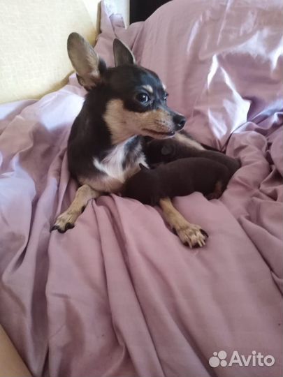 Той-терьер щенки