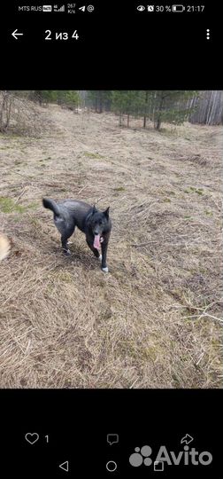 Собаки бесплатно в добрые руки