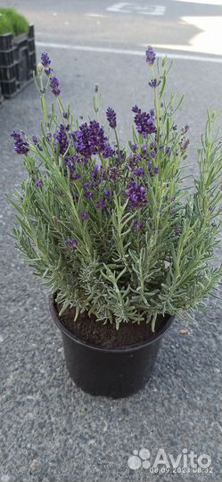 Лаванда